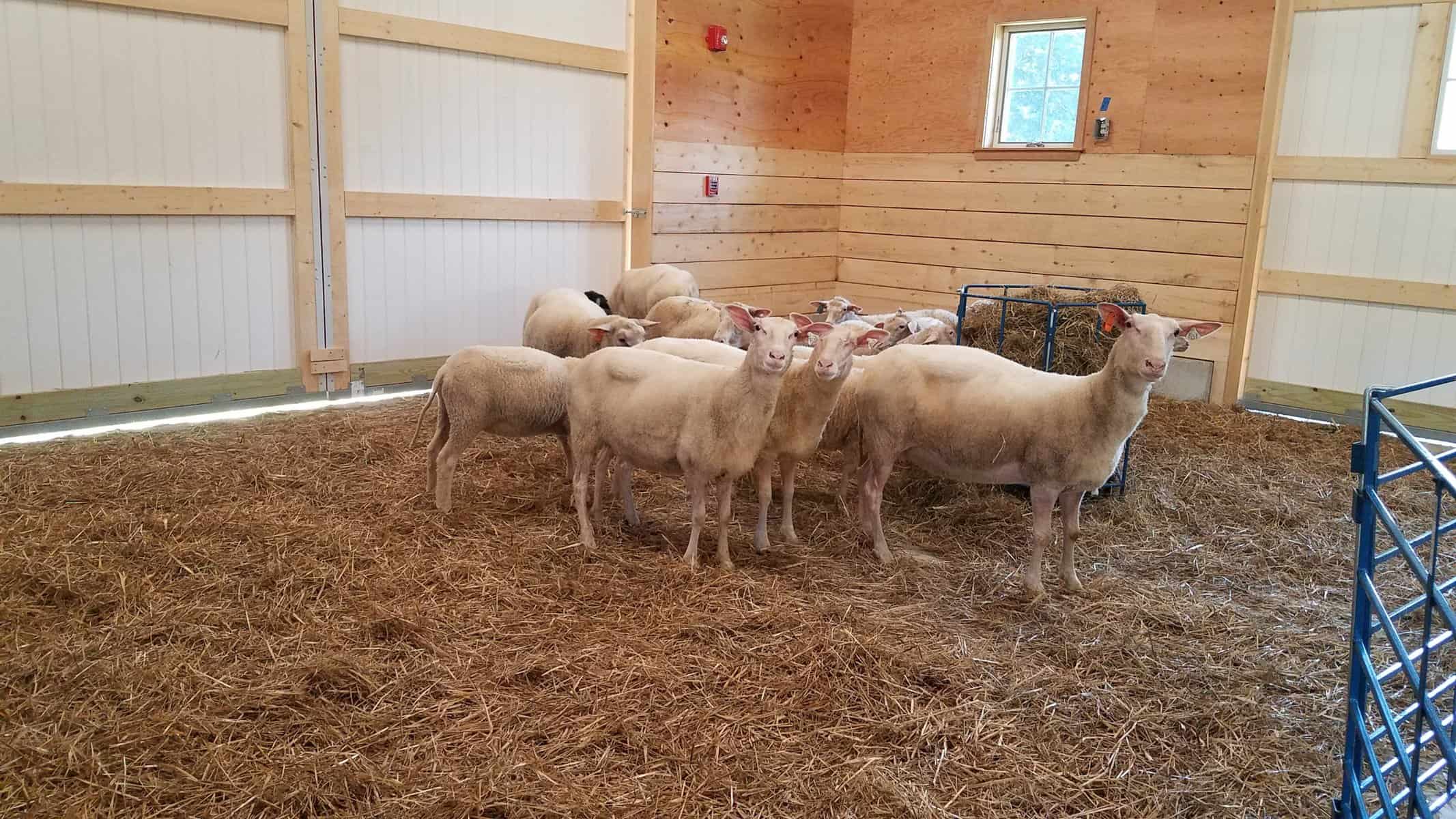 The sheep barn design required adequate space for a herd size of 100, including feed storage and flexible pens for when lambs are being born.