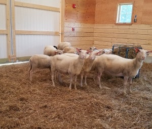The sheep barn design required adequate space for a herd size of 100, including feed storage and flexible pens for when lambs are being born.